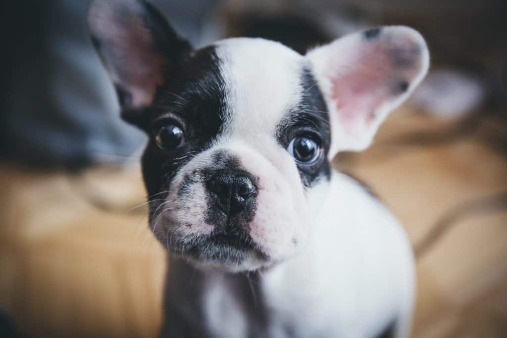 quality dog products for pampered puts to help protect against illness and disease