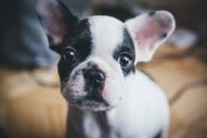 quality dog products for pampered puts to help protect against illness and disease